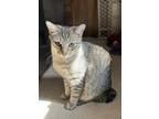 Adopt Scooter a Brown Tabby Manx / Mixed (short coat) cat in Liberty
