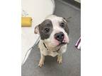 Adopt Spud a White American Pit Bull Terrier / Mixed Breed (Medium) / Mixed