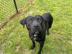 Adopt Woody a Black Mastiff / Mixed Breed (Medium) / Mixed (short coat) dog in
