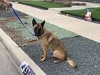 Adopt Lady a Brown/Chocolate Belgian Malinois / Mixed Breed (Medium) / Mixed