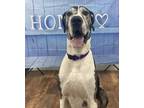 Adopt Big Bam Bam a Black Great Dane / Mixed Breed (Medium) / Mixed (short coat)