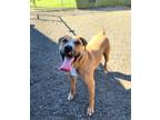 Adopt Perry a Brown/Chocolate Mixed Breed (Small) / Mixed Breed (Medium) / Mixed