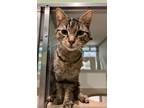 Adopt Cheese a Brown Tabby Domestic Shorthair / Mixed Breed (Medium) / Mixed