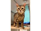 Adopt Tulip a Brown Tabby Domestic Shorthair / Mixed Breed (Medium) / Mixed