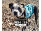 Adopt Pebbles a American Pit Bull Terrier / Mixed dog in Waverly, NY (40799201)