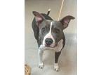 Adopt Bexley a American Staffordshire Terrier / Labrador Retriever / Mixed dog