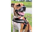 Adopt Gianna a Red/Golden/Orange/Chestnut Boxer / Mixed dog in Savannah