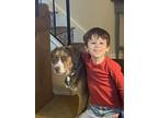 Adopt Dudley a Brown/Chocolate - with White Beagle / Catahoula Leopard Dog /