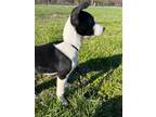 Adopt Rytlock a Border Collie / Mixed Breed (Medium) / Mixed dog in Neosho