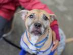 Adopt Madame Jenny a Mixed Breed (Large) / Mixed dog in Brooklyn, NY (41439322)