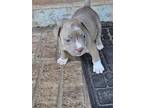 Adopt Kris a Tan/Yellow/Fawn American Pit Bull Terrier / Mixed dog in Wichita