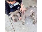 Adopt Gopher a American Pit Bull Terrier / Mixed dog in Oakland, CA (41440299)