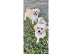 Adopt Lexi & Missy a Shih Tzu / Mixed dog in Davie, FL (39617861)