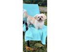 Adopt Samira a Lhasa Apso / Mixed dog in Davie, FL (40712484)
