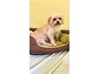Adopt Luxe a Shih Tzu / Silky Terrier / Mixed dog in Davie, FL (41123626)