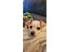 Adopt Misty a White Terrier (Unknown Type, Small) / Mixed dog in Yamhill