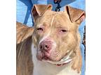 Adopt Cinder a Tan/Yellow/Fawn - with White American Staffordshire Terrier /