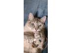 Adopt Mei a Gray or Blue Siamese (short coat) cat in Colmar, PA (41425481)