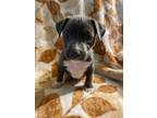 Adopt Beast a Gray/Silver/Salt & Pepper - with White American Pit Bull Terrier /