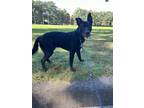 Adopt Midnight a Black - with White Border Collie / Labrador Retriever / Mixed