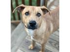 Adopt Lynn a Tan/Yellow/Fawn Rhodesian Ridgeback / Carolina Dog / Mixed dog in