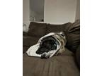 Adopt Dorie a Black Catahoula Leopard Dog / Mixed Breed (Medium) / Mixed (short