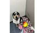 Adopt Russ a Black Australian Cattle Dog / Mixed Breed (Medium) / Mixed (short