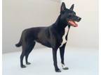 Adopt Yoko a Black - with White Shepherd (Unknown Type) / Labrador Retriever /