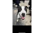 Adopt Goose a Black American Pit Bull Terrier / Mixed Breed (Medium) / Mixed