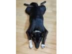 Adopt Luna Mae a Black - with White Australian Cattle Dog / Border Collie /