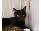 Adopt Mai a All Black Domestic Shorthair / Mixed Breed (Medium) / Mixed (short