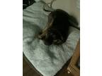 Adopt Rex a Brown/Chocolate - with Tan Mutt / Mixed dog in Jacksonville