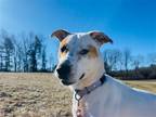 Adopt Gabby a Tan/Yellow/Fawn - with White Pit Bull Terrier / Hound (Unknown