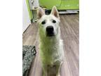 Adopt Bobo a Husky / Mixed dog in Jacksonville, NC (39421210)