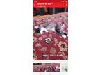 Adopt Trixie a Tiger Striped Domestic Mediumhair / Mixed (medium coat) cat in