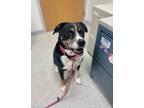 Adopt Randy a Merle Husky / Labrador Retriever / Mixed (short coat) dog in