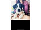 Adopt Marshall a Black - with White Beagle / Mixed dog in Sherrills Ford