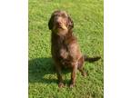 Adopt Lucy a Brown/Chocolate Labradoodle / Mixed dog in Lebanon, TN (41173609)