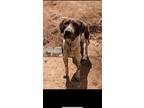 Adopt Pete a Brown/Chocolate - with Tan German Shorthaired Pointer / Mixed Breed