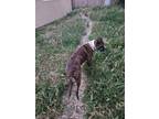 Adopt Nipsey a Brindle Australian Shepherd / Boxer / Mixed dog in Sacramento