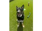 Adopt Hugo a German Shepherd Dog / Mixed dog in Detroit, MI (40967779)