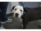 Adopt Daisy a Pit Bull Terrier / Mixed dog in Mountain Home, AR (41439351)