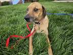 Adopt Violet a Tan/Yellow/Fawn Rhodesian Ridgeback / Mixed dog in Albuquerque