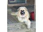 Adopt Daisy Mae a Tan/Yellow/Fawn - with Black Anatolian Shepherd / Great