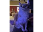 Adopt Clay a Orange or Red (Mostly) American Shorthair / Mixed (short coat) cat