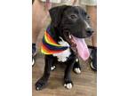 Adopt Lexi a Black - with White German Shepherd Dog / Mixed dog in Munford