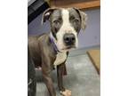 Adopt Lucy a Gray/Silver/Salt & Pepper - with White Pit Bull Terrier / Mixed dog