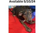 Adopt Dog Kennel #35 a Plott Hound / Mixed Breed (Medium) / Mixed dog in