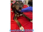 Adopt Dog Kennel #34 a Plott Hound / Mixed Breed (Medium) / Mixed dog in