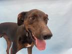 Adopt Kobe a Black Doberman Pinscher / Mixed Breed (Medium) / Mixed (short coat)